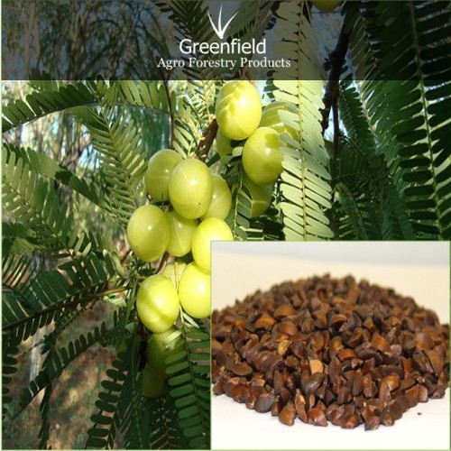 Aonla fruit seeds ( emblica officinalis )